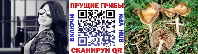 как найти закладки  Копейск  Галлюциногенные грибы MAGIC MUSHROOMS 